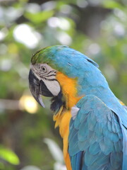 Close-Up of Blue, Green, and Yellow Parrot's Profile - Stunning Plumage and Exotic Feathers Captured in Detailed Avian Close-Up