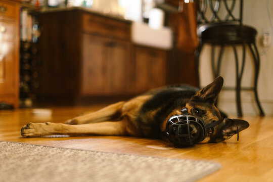 German Shepard with muzzle
