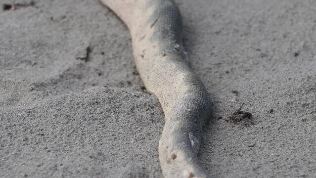 A Hydrophis schistosus or Beaked Sea Snake injured by fishermen's nets lying on the sea sand.