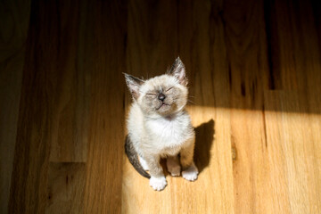 Happy Kitten in Summer Light