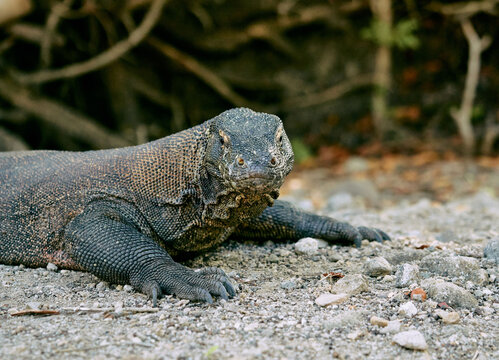 Komodo dragon varanus komodoensis