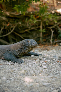 Indonesia Komodo dragon