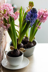 Beautiful bright blooming bulbous of hyacinths in ceramic pots on wooden table in the cozy kitchen. Spring mood. Congratulations for March 8, Women's day or Mother's Day. Home gardening concept