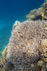 Naklejka na ściany i meble Colorful, picturesque coral reef at bottom of tropical sea, great acropora coral, underwater landscape