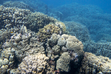 Colorful, picturesque coral reef at the bottom of tropical sea, great acropora corals, underwater landscape
