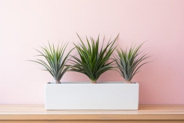 Green house plants growing in elegant white pot with copy space on vibrant pink background