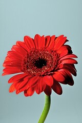 Red Gerbera