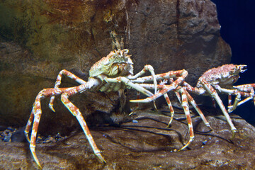 Underwater Majesty: 4K Ultra HD Image of Japanese King Crab Close-Up