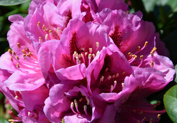 Rosa Rhododendronblüte makro