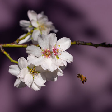 Honey bee flying towards Almond tree flowers.