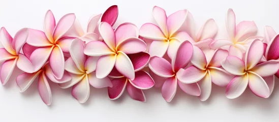 Zelfklevend Fotobehang A cluster of plumeria flowers in shades of white and pink arranged neatly on a clean, white background. The delicate petals and vibrant colors create a visually appealing composition with a subtle © 2rogan