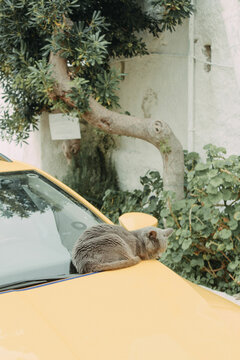 Cat on Taxi in Athens Greece