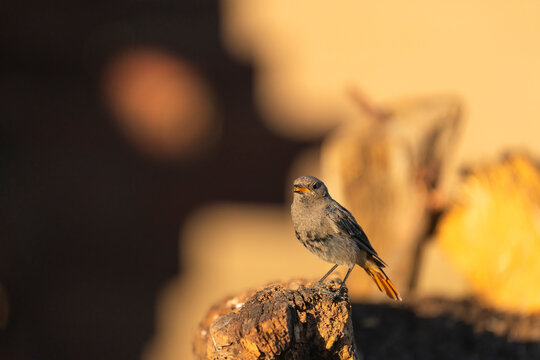 Black Redstart At Sunset  