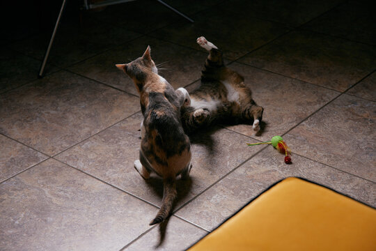 Cats playing