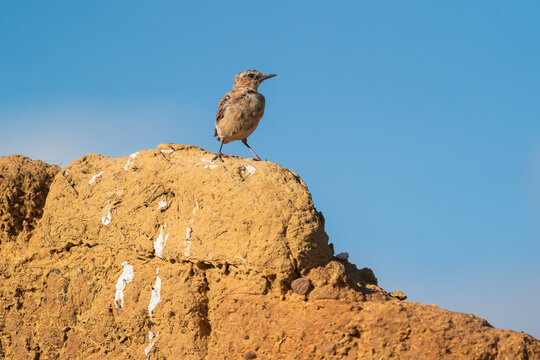 Northern Wheatear Perched On An Adobe Wall  