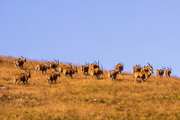 An eland herd, Taurotragus oryx, against the pale blue-sky walking over a mountain ride in the Drakensberg mountains of South Africa