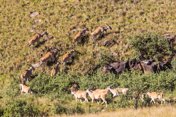 A herd of common eland, Taurotragus oryx, climbing up the steep grassland slopes in Afrromontane grasslands in the Drakensberg mountains of South Africa