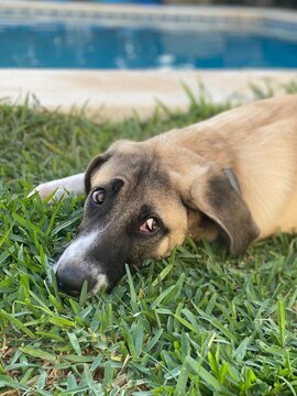 Poolside Canine Gaze