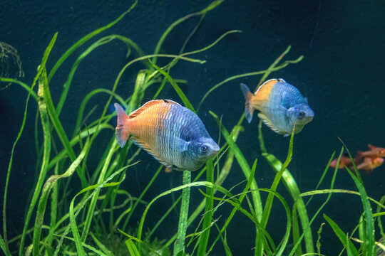 Boeseman's Rainbowfish (Melanotaenia boesemani) - Freshwater fish