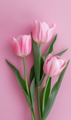 Fototapeta premium bouquet of pink tulips on pink background