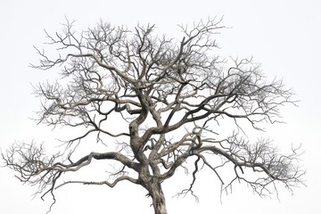 tree without leaves on a white background