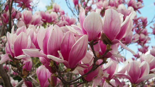Magnolia is a large genus of flowering plant species in subfamily Magnolioideae of the family Magnoliaceae. Beautiful blooming pink white flowers and buds of magnolia. Magnolia soulangeana in garden