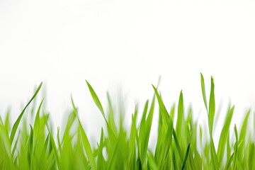 Obraz premium grass is on a white background