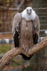 Griffon vulture perched on a tree branch, stock photo