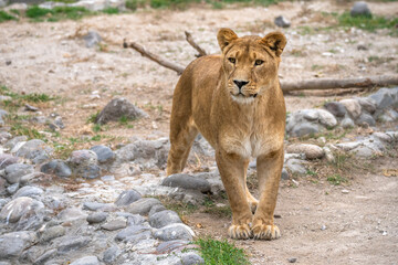 Naklejka na ściany i meble Lioness in all her beauty in nature, stock image