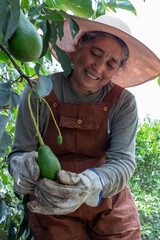 Adult woman pointing out the black spot on the avocado fruit growing on a tree in a tropical climate. She is dressed in a sun hat and overalls