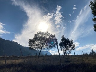 arboles en contra luz con cielo azul y nubes hermosas blancas