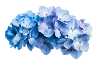 Clustered Blooms of Blue Hydrangea Isolated on Transparent Background PNG.
