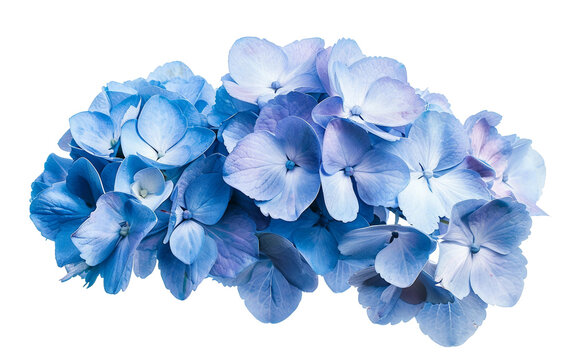 Clustered Blooms of Blue Hydrangea Isolated on Transparent Background PNG.