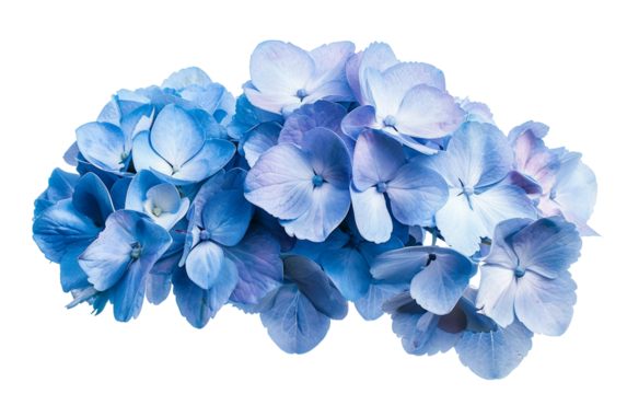 Clustered Blooms of Blue Hydrangea Isolated on Transparent Background PNG.