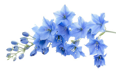 Tall Spikes of Delphinium Blooms Isolated on Transparent Background PNG.