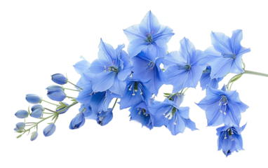 Tall Spikes of Delphinium Blooms Isolated on Transparent Background PNG.