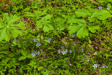 Phlox and Mayapple at White Oak Sink in the Spring - 753913815