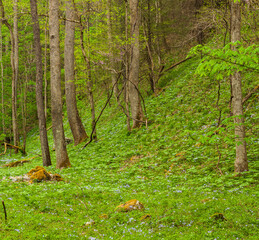 Phlox and Mayapple at White Oak Sink in the Spring - 753913893