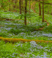 Phlox and Mayapple at White Oak Sink in the Spring - 753914015