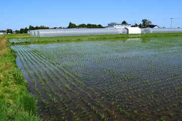 田植え直後の水田風景
