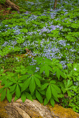 Phlox and Mayapple at White Oak Sink in the Spring - 753914431