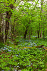 Phlox and Mayapple at White Oak Sink in the Spring - 753914433