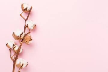 Branch of cotton flowers on color background, top view