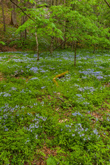 Phlox and Mayapple at White Oak Sink in the Spring - 753915021