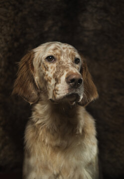 Moody studio portrait of a english setter dog