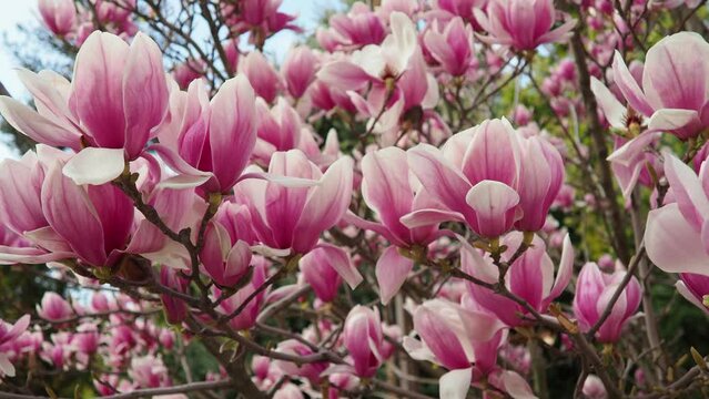 Magnolia is a large genus of flowering plant species in subfamily Magnolioideae of the family Magnoliaceae. Beautiful blooming pink white flowers and buds of magnolia. Magnolia soulangeana in garden