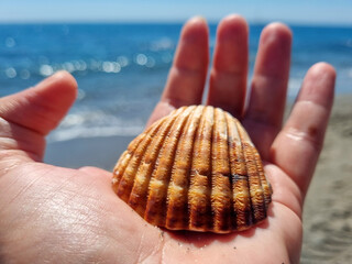 Travel concept, a hand holding a shell with the beach in the background