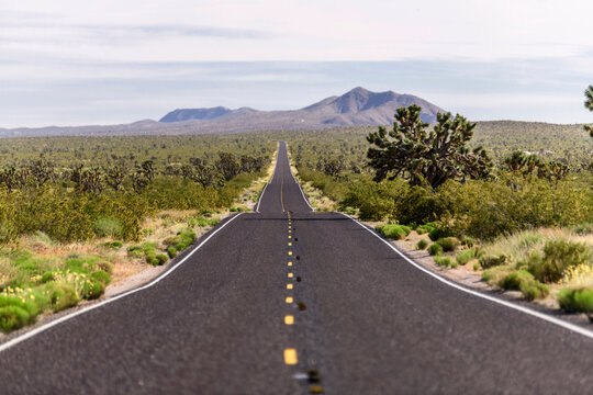Endless Horizons: 4K Ultra HD Image of Empty Desert Road with Joshua Tree