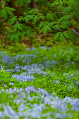 Phlox and Mayapple at White Oak Sink in the Spring - 753915439