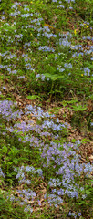 Phlox and Mayapple at White Oak Sink in the Spring - 753915454